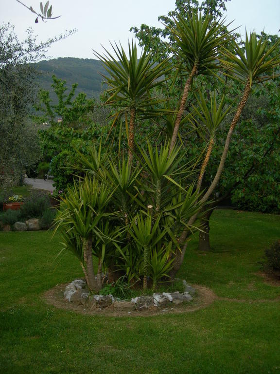 Villa Gli Olivi à Calci Extérieur photo